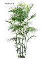 bamboo palm